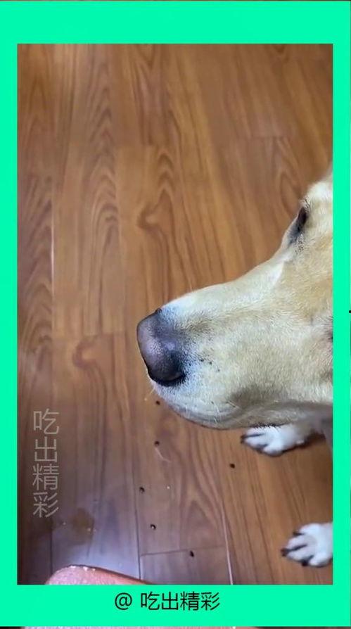 吃瓜小狗特效,揭秘网红美食背后的秘密
