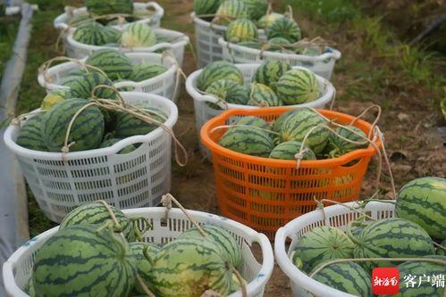 江店吃瓜,揭秘当地特色美食背后的故事