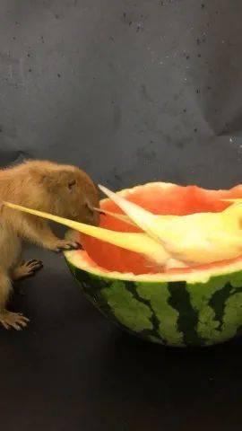 小鹦鹉吃瓜,小鹦鹉的夏日瓜果盛宴