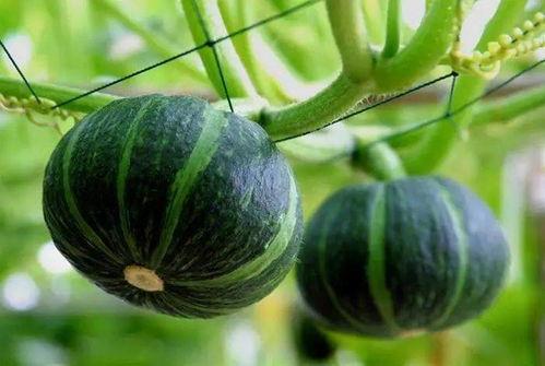 贵族吊瓜怎么吃,奢华口感与养生之选的完美融合