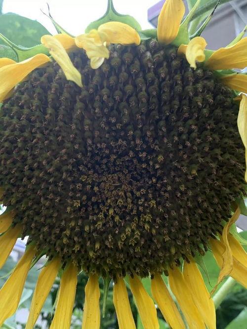 日葵吃瓜,一场视觉与味觉的盛宴