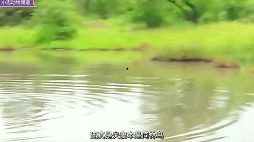 岸边吃瓜,揭秘娱乐圈幕后故事