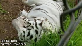 泰国吃虎瓜,揭秘吃虎瓜的独特风味与传说