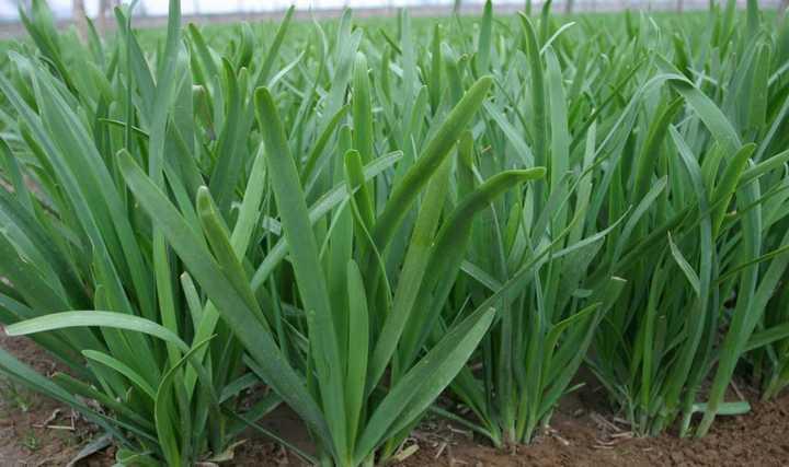 吃瓜群众吃韭菜,揭秘网络舆论场的双面人生