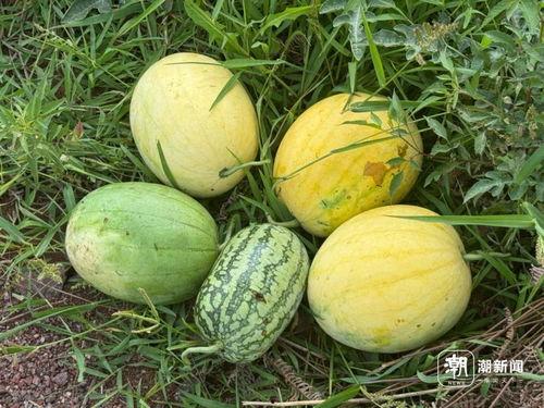 大号太空瓜怎么吃,探索宇宙级美食的食用秘籍