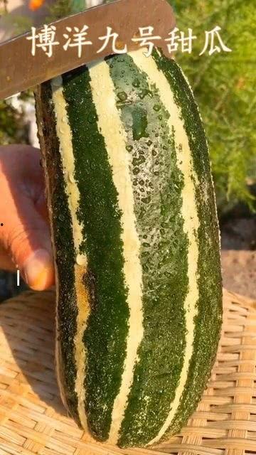 小鸟可以吃熟瓜吗,揭秘鸟类饮食习惯