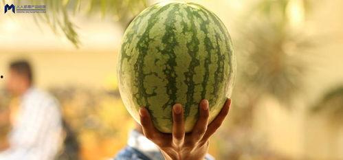 吃瓜合成大西瓜,大西瓜的奇妙之旅