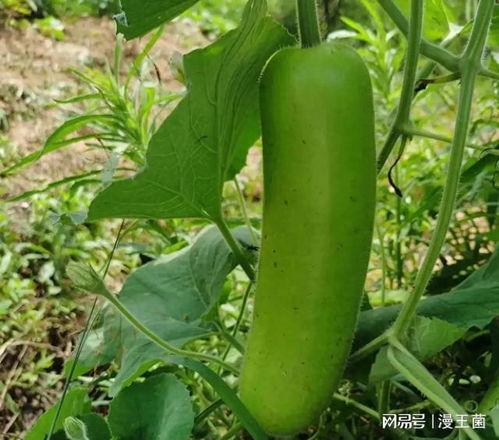 晚上挖土吃瓜,挖土寻瓜的奇妙经历