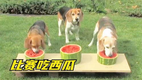 狗狗吃瓜图,狗狗吃瓜萌态大赏