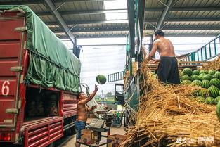 日照吃瓜新闻,一场吃瓜引发的全民热议