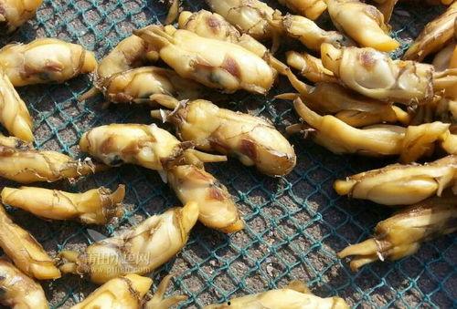 莆田吃的藤瓜,甘甜多汁，品味家乡的独特风味