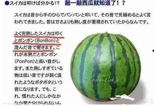 敲头吃瓜,揭秘网络热词背后的趣味与智慧