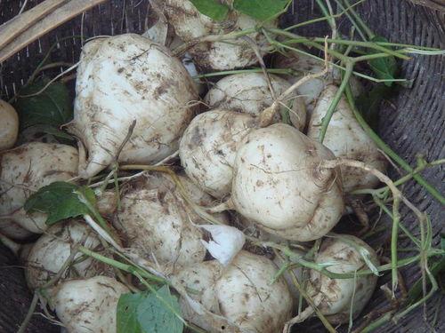 土瓜怎么做菜吃,解锁家常土瓜菜谱新境界