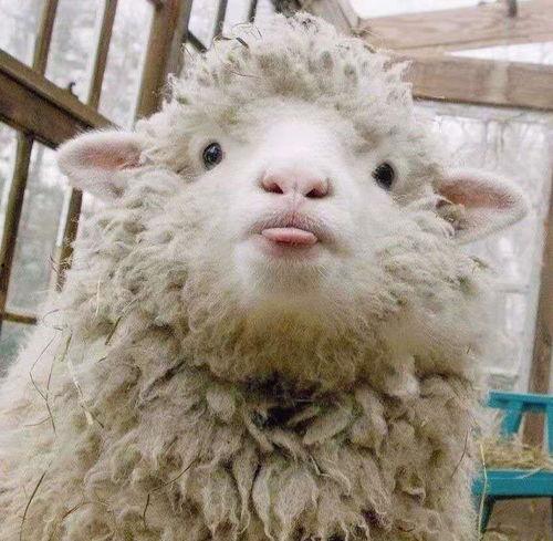 羊羊吃瓜头像,趣味横生，解锁夏日欢乐时光