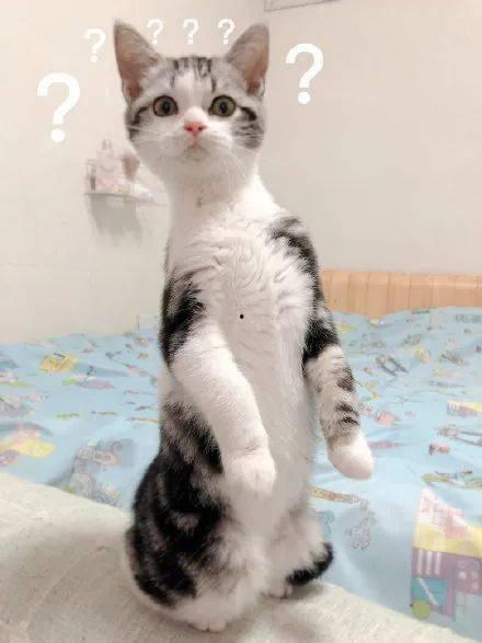 吃瓜猫照片,捕捉镜头下的可爱瞬间