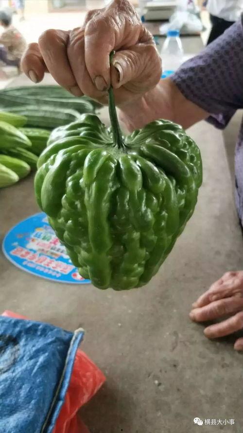 两只蛤蟆吃瓜,两只蛤蟆的瓜界奇遇记