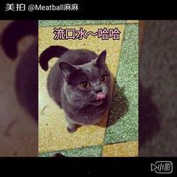 瓜几拉吃货猫,探寻美食世界的奇妙之旅