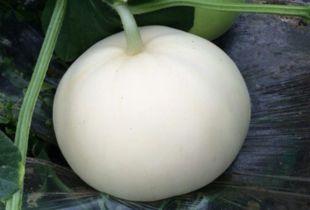 吃梨瓜可以吃雪糕吗,夏日清凉新搭配