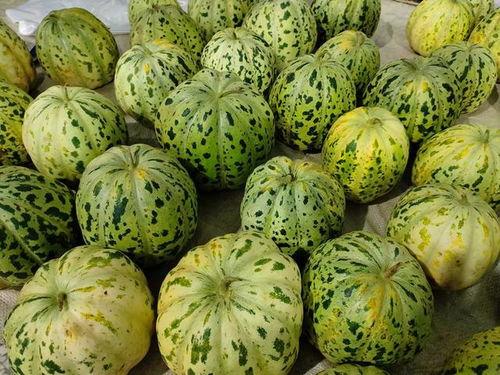 地里可以吃的瓜,探寻地里的美味瓜果之旅