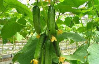 瓜篓吃那部分,揭秘那独特的口感与风味