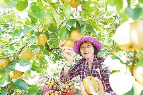 宁都县吃瓜,瓜果飘香，品味田园生活